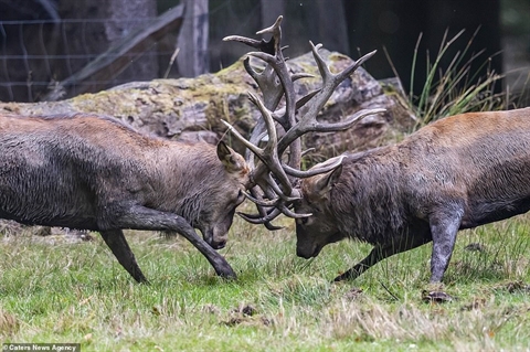 Vào mùa sinh sản, hươu đực thường có những cuộc chiến khốc liệt với nhau.