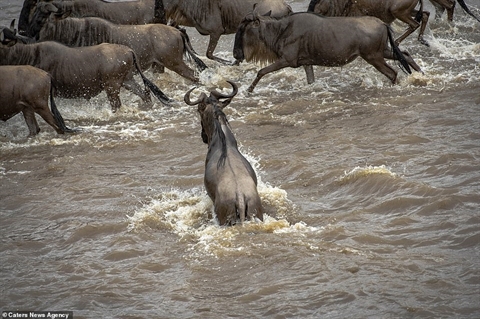 Đàn linh dương đầu bò vượt sông và những con bị tách khỏi đàn thường gặp nguy hiểm.
