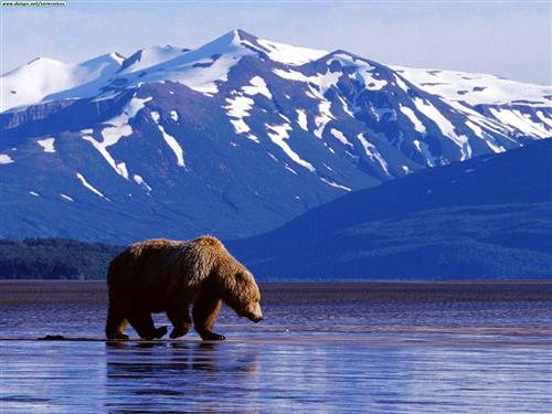 Alaska là vùng đất xa xôi với thiên nhiên hoang dã và phong phú. Ảnh: Odyssey.
