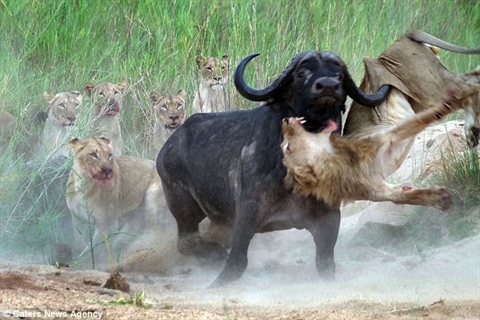 Trong khi cả đàn yên lặng thì một con trâu rừng lao tới cứu bạn đang bị thương do sư tử tấn công