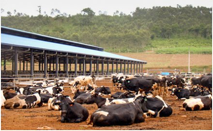 Đàn bò giống nhập từ Australia tại trang trại của Vinamilk. (Radio Australia)