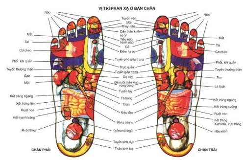 Các huyệt ở chân đều ảnh hưởng đến các cơ quan khác trong cơ thể
