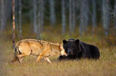 Gấu nâu thân thiết với sói xám