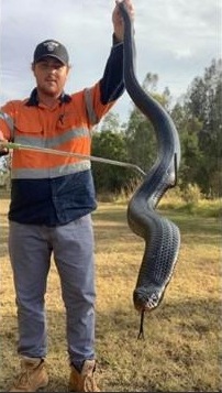 Bryce Lockett cầm con rắn đen bụng đỏ tìm thấy ở ở Belmont, Queensland, Australia ngày 24/9. Ảnh: Reuters.