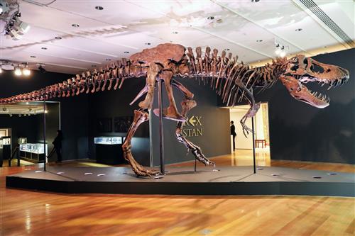 Bộ xương khủng long bạo chúa T-rex được bán với giá cao kỷ lục. Ảnh: nytimes.com