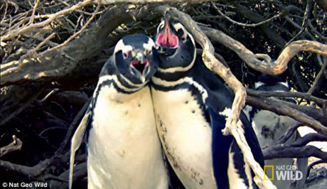 Sau khi trở về nhà từ chuyến đi kiếm ăn, chim cánh cụt trống phạt hiện 1 vị "khách không mời" xuất hiện tình tứ bên vợ mình.