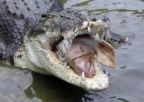 Cá sấu nước lợ ở phía bắc Australia khi trưởng thành có thể dài đến 7 m và nặng hơn 1 tấn. Ảnh:  Reuters.