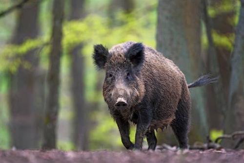 Lợn rừng là biểu tượng của vùng Tuscany, Ý. Ảnh: Getty Images