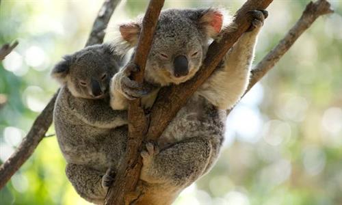 Cháy rừng lan rộng tại New South Wale (Úc), đe dọa hàng trăm cá thể gấu Koala. Ảnh: AAP.