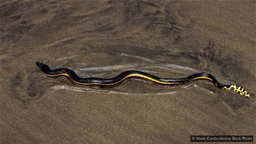 Một con rắn biển bụng vàng.