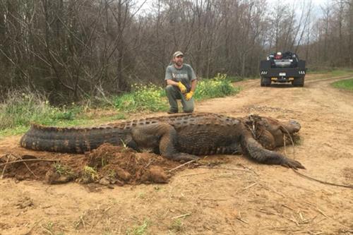 Nhà sinh vật học hoang dã Brent Howze nói với đài CBS con cá sấu bị thương ở một vài chỗ, bao gồm cả vết thương do trúng đạn.