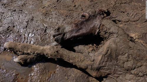 Xác con ngựa chết cách đây 42.000 năm được bảo quản khá tốt bên trong lớp băng vĩnh cửu. Ảnh:  Đại học Liên bang Đông Bắc.