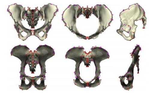 Các nhà nghiên cứu đã đo kích thước khung xương chậu trung bình của con cái và con đực loài tinh tinh ở các góc nhìn. Ảnh: Dailymail