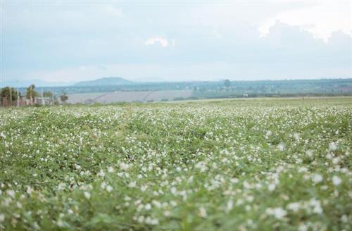 Không gian bát ngát và thơ mộng của cánh đồng hoa xuyến chi - Ảnh: Hà Văn Tiền
