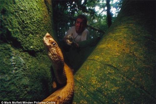 Rắn hổ lục đầu vàng là loài rắn nguy hiểm nhất trên thế giới