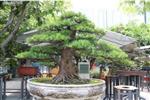 Du khách chiêm ngưỡng những cây bonsai dáng “siêu độc” được chủ nhân ra giá cả tỷ đồng.