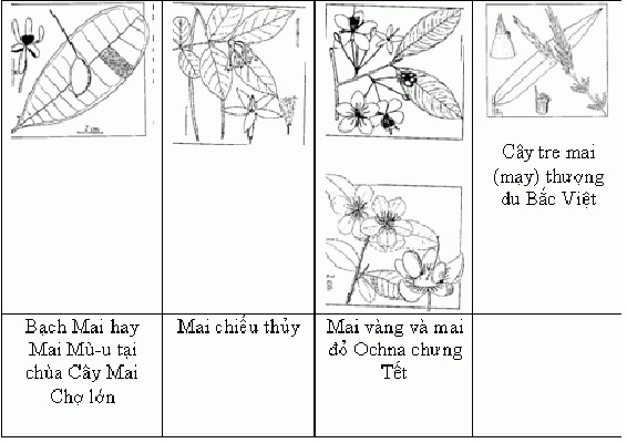 Tim Hieu Ve Hoa Mai-5.jpg